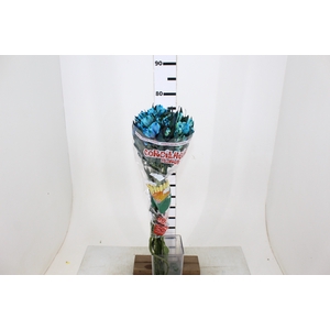 ALSTROEMERIA TINGIDA 080 CM AZUL