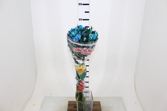 ALSTROEMERIA TINGIDA 080 CM AZUL