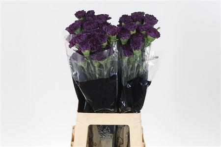 <h4>Di St Cobalt Thrill</h4>