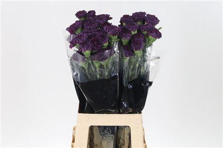 <h4>Di St Cobalt Thrill</h4>