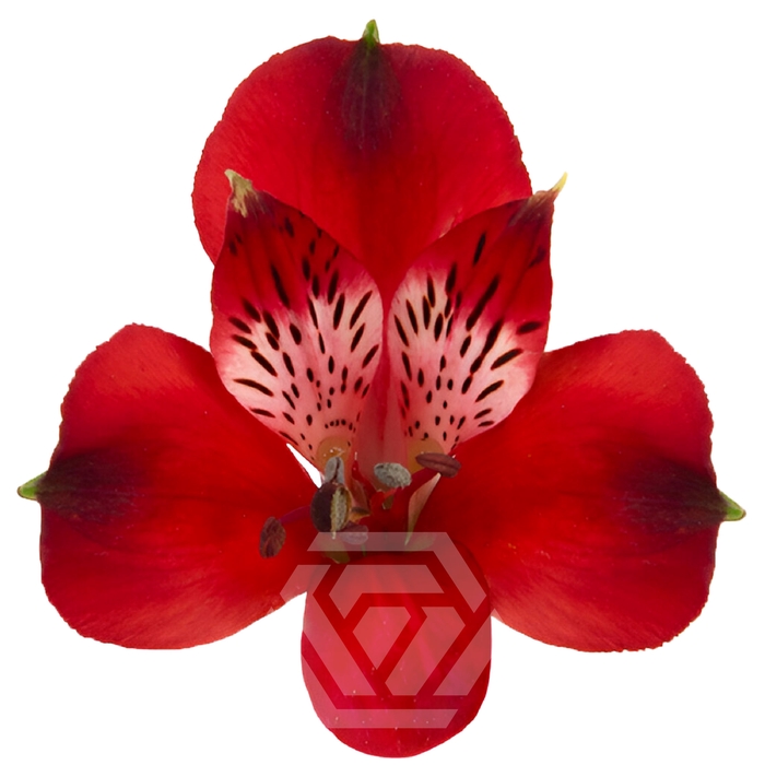 <h4>ALSTR NIRVANA Tessa</h4>