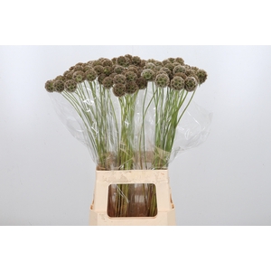 Scabiosa Stell Zaaddoos