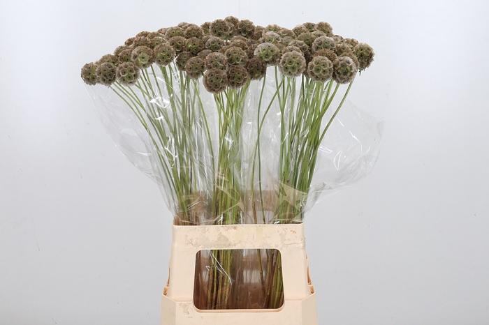 <h4>Scabiosa Stell Zaaddoos</h4>