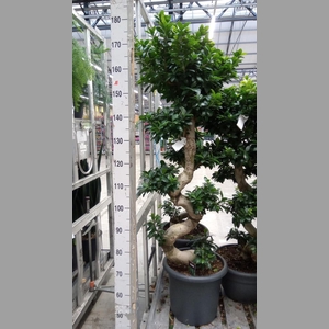 Ficus microcarpa 'Ginseng'