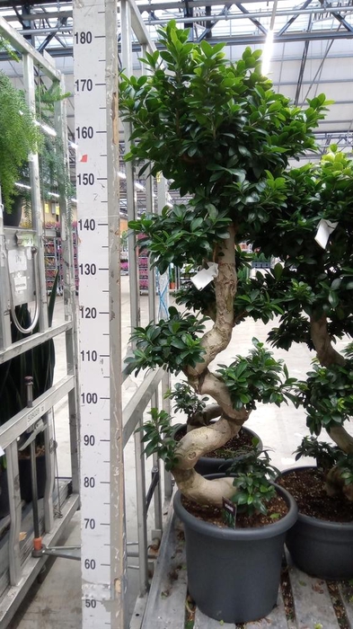 <h4>Ficus microcarpa 'Ginseng'</h4>