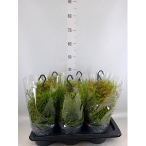 Rhipsalis clavata 'Easy Sweety'