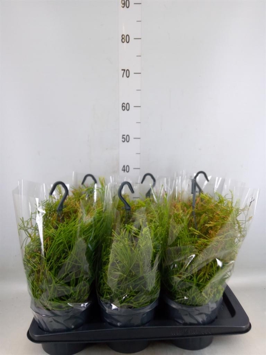 <h4>Rhipsalis clavata 'Easy Sweety'</h4>