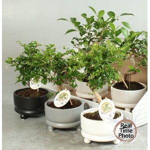 BONSAI GEM