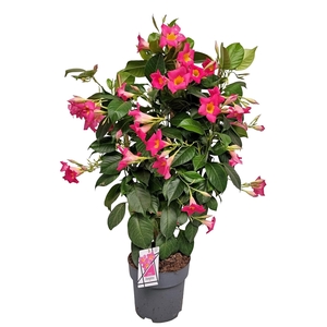 MANDEVILLA OV