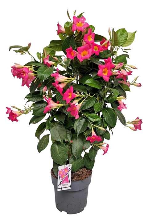 <h4>MANDEVILLA OV</h4>