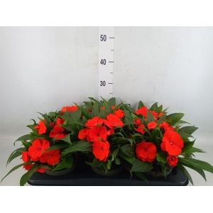 Impatiens NG 'Tamarinda Orange'