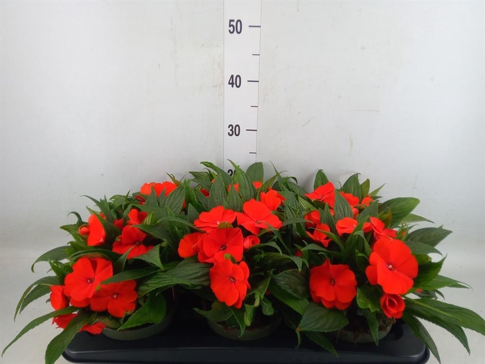<h4>Impatiens NG 'Tamarinda Orange'</h4>