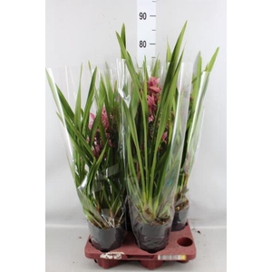 Cymbidium   ...