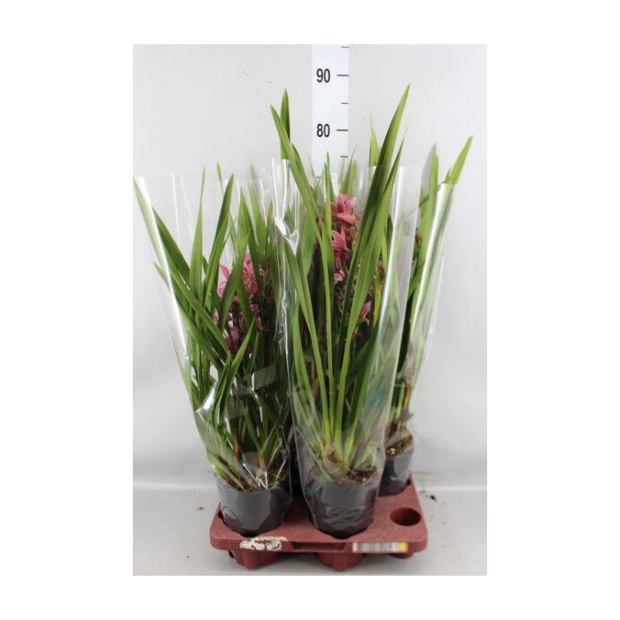 <h4>Cymbidium   ...</h4>