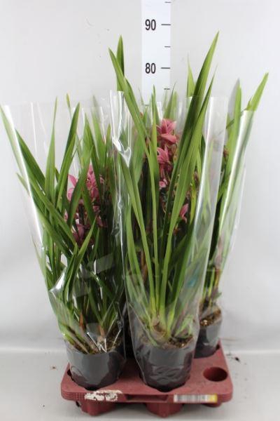 Cymbidium   ...