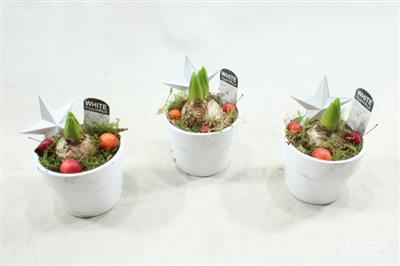 <h4>1149 Wit Potje Hya</h4>