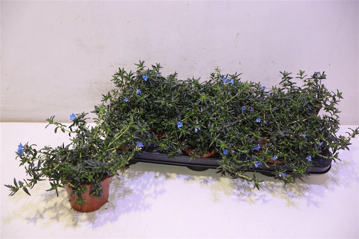 <h4>arr8 Glando Dif Heaven Bl</h4>