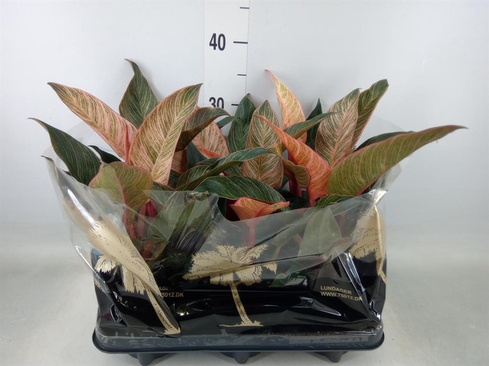 <h4>Philodendron   ...</h4>