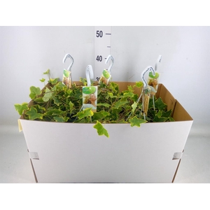 Hedera helix 'Goldchild'