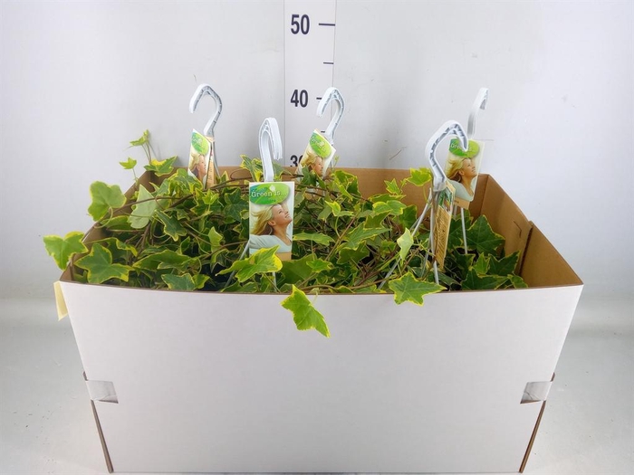 <h4>Hedera helix 'Goldchild'</h4>