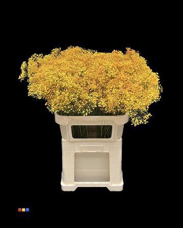 <h4>Gyps Million Star Yellow Orange</h4>