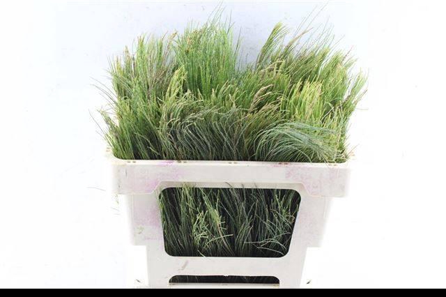 <h4>KAAPS GROEN</h4>