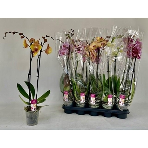 PHAL GEM