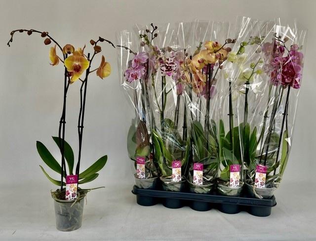 PHAL GEM