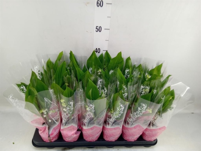 <h4>Convallaria majalis</h4>