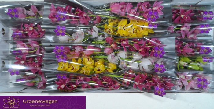 <h4>CYMB MI GEM</h4>