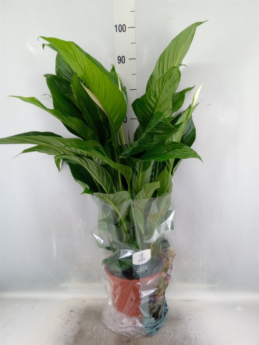 Spathiphyllum  'Sweet Lauretta'