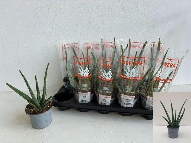 <h4>ALOE VERA</h4>
