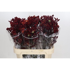 Kangaroo Paw Early Spring