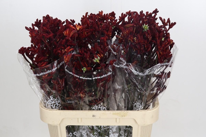 <h4>Kangaroo Paw Early Spring</h4>