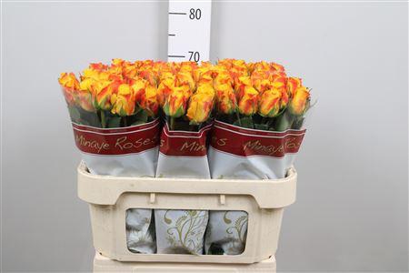 <h4>R Gr Candlelight</h4>