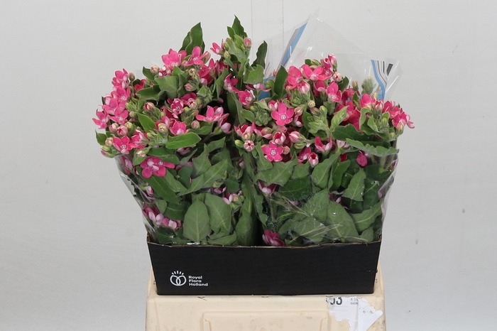 <h4>Oxypetalum Bridal Diana</h4>