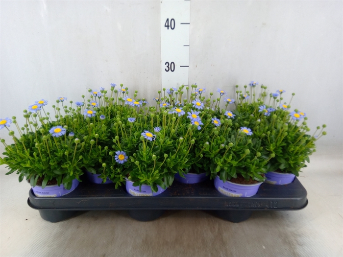 <h4>Felicia amell. 'Felicitara Blue'</h4>