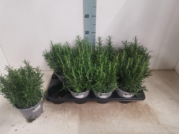 <h4>ROSMARIN OF OV</h4>