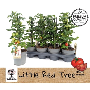 TOMATENPLANTEN