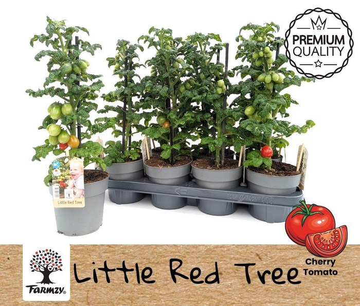 <h4>TOMATENPLANTEN</h4>