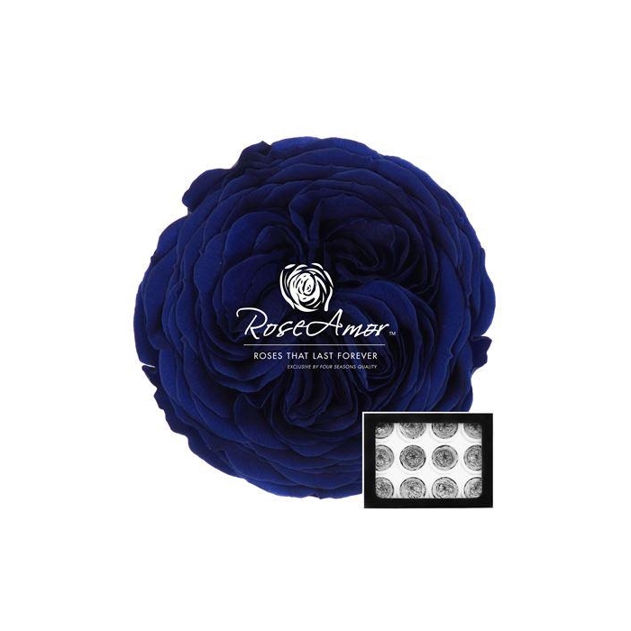 <h4>Amelia Blu03</h4>