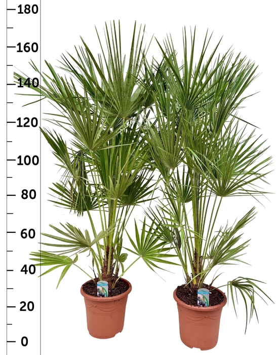 <h4>CHAM HUMILIS</h4>