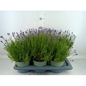 Lavandula angus. 'Hidcote'