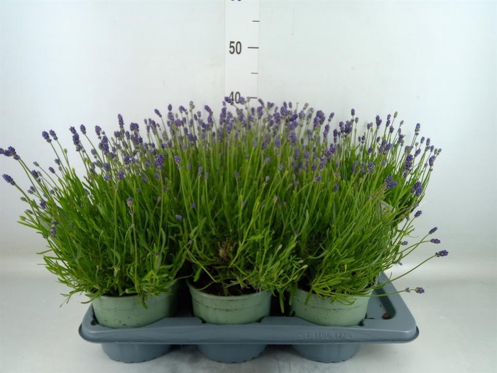 <h4>Lavandula angus. 'Hidcote'</h4>