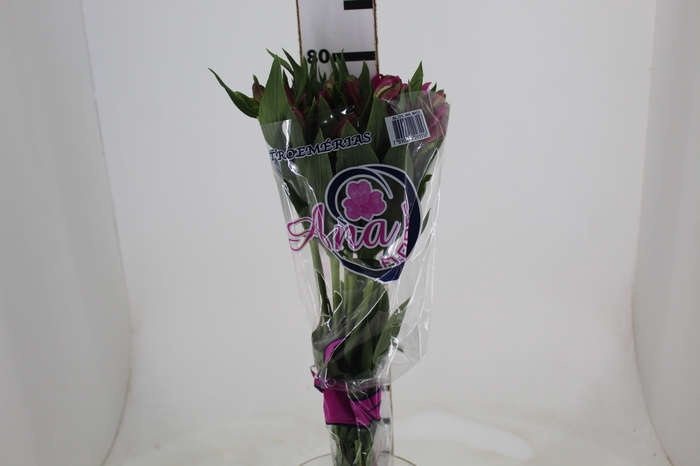<h4>ALSTROEMERIA STRATUS 080 CM</h4>