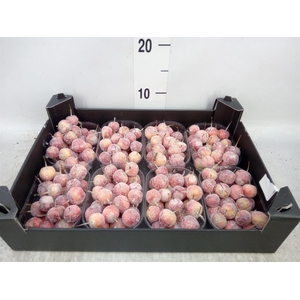 Decoratieve materialen   ...H%