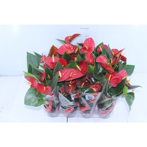 ANTHURIUM RED SUCCESS P09