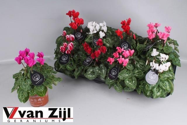 <h4>CYCL KL GARDEN</h4>