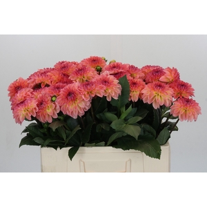 Dahlia Chanel