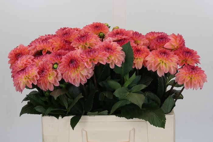 Dahlia Chanel